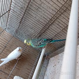 Coppia Cocoriti
