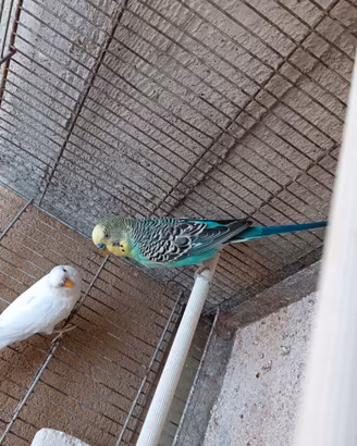 Coppia Cocoriti