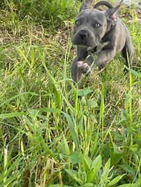 Cane corso