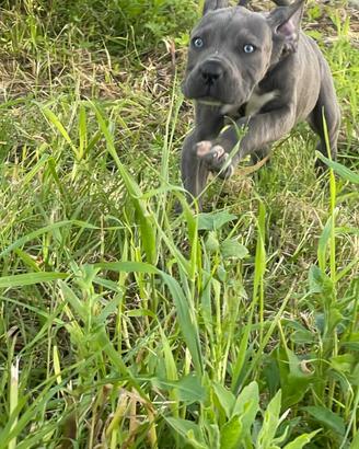 Cane corso