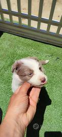 Cuccioli di Border Collie