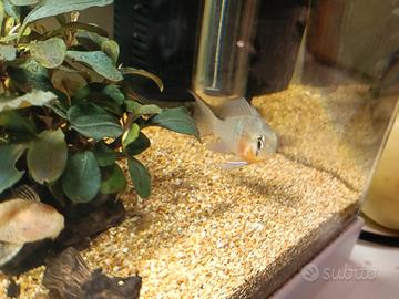 Coppia di Ramirezi colombiano