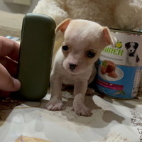 Mini chihuahua toy tascabile