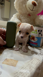 Mini chihuahua toy tascabile