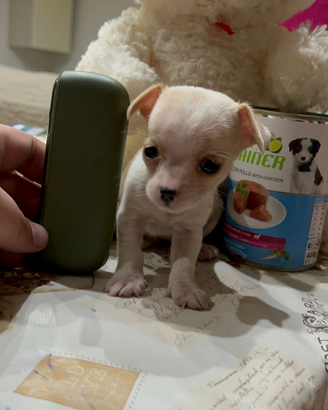 Mini chihuahua toy tascabile