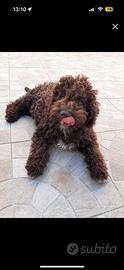 Lagotto romagnolo