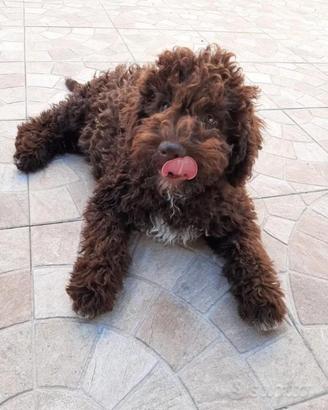 Lagotto romagnolo