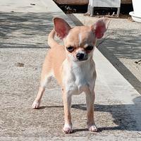 Chihuahua maschio con pedigree