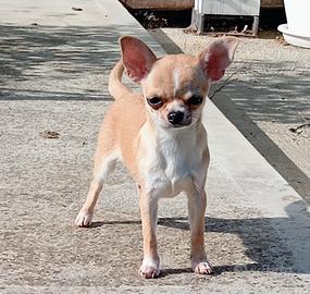 Chihuahua maschio con pedigree