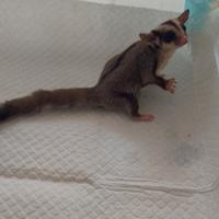 Petauro dello zucchero