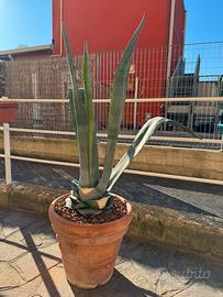 Agave