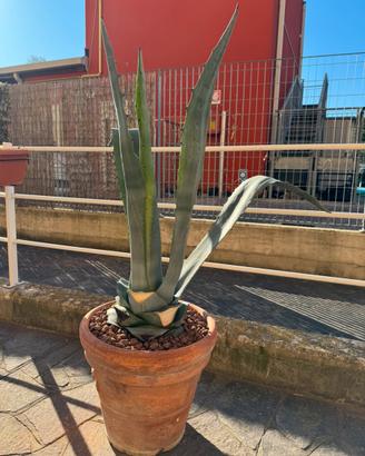 Agave