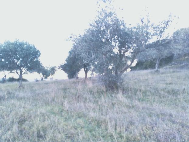 Oliveto terreno martia (SS)