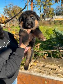 Pastore tedesco cuccioli
