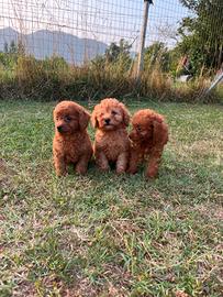 cuccioli di barboncino