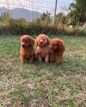 cuccioli di barboncino