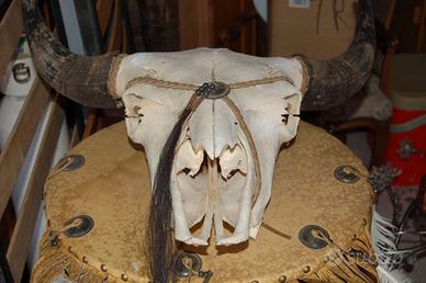 Testa di Bisonte Originale Indiani D'America