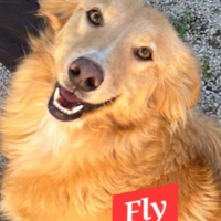 Simil border colli bionda ti aspetta