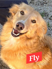 Simil border colli bionda ti aspetta