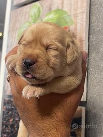 Cuccioli di Labrador retriever con Pedigree Enci