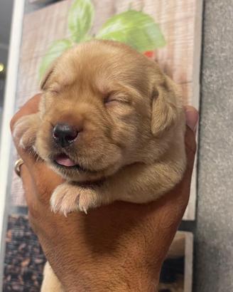 Cuccioli di Labrador retriever con Pedigree Enci