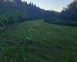 Campo pianeggiante per cavalli