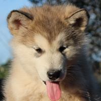 Alaskan Malamute Cuccioli