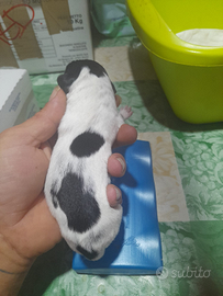 Springer e meticcio possibile addestramento