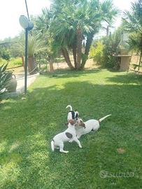 Jack Russel Terrier