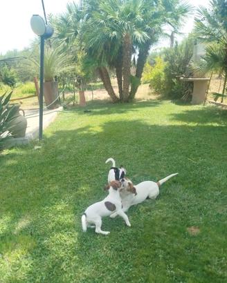 Jack Russel Terrier