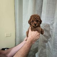 Barboncino Red cucciolo