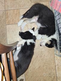 Cuccioli di border collie