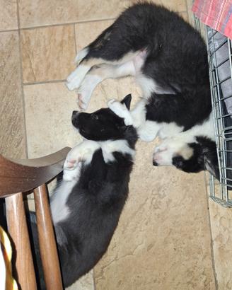 Cuccioli di border collie