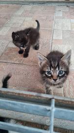 Gatti cuccioli