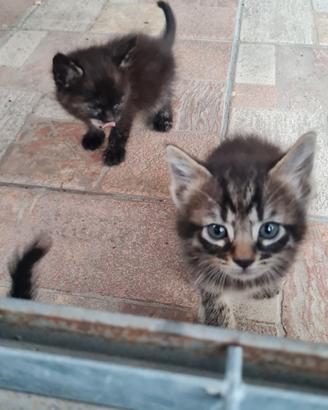 Gatti cuccioli