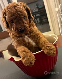 Cucciolo barboncino red