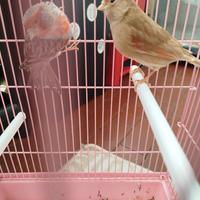 Due canarini maschi e femmine più diamantini