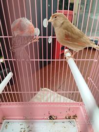 Due canarini maschi e femmine più diamantini