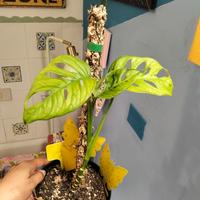 pianta viva monstera monkey mask