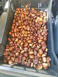 castagne