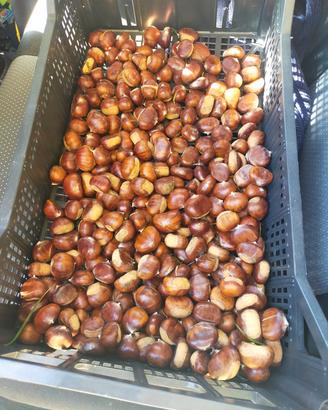 castagne