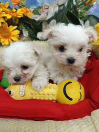 Mini Cuccioli Toy Maltesini