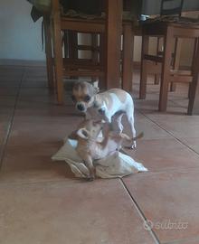 Cuccioli chihuahua