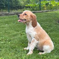 Disponibili cuccioli di Breton