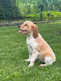 Disponibili cuccioli di Breton