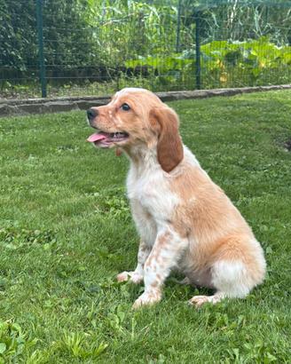 Disponibili cuccioli di Breton