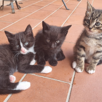 Cuccioli di gatto