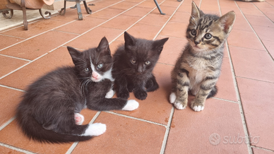 Cuccioli di gatto