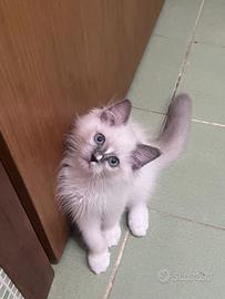 Ragdoll maschio