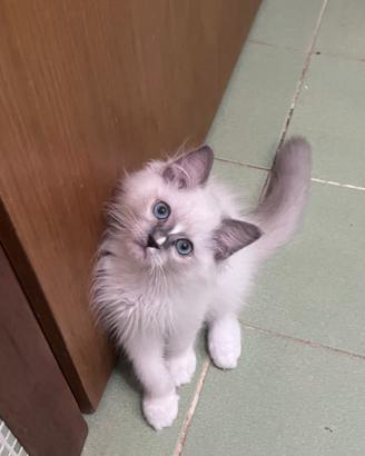 Ragdoll maschio